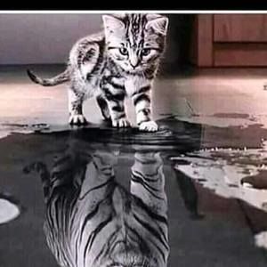 Meet your Posher, Genevieve